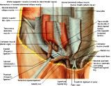 Anatomie: buikwand,rug,rugspier,buikspier,musculus obliquus,musculus transversus,musculus rectus,Poupart,ligamentum inguinalis,lattisimus dorsi,a. epigastrica,serratus anterior,trapezius,gluteus,teres major,teres minor,rhomboideus,supraspinatus,infraspinatus,levetor scapulae